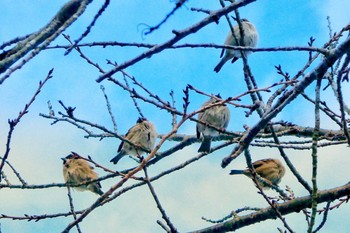 Eurasian Tree Sparrow 道の駅 どうし Sun, 2/2/2020