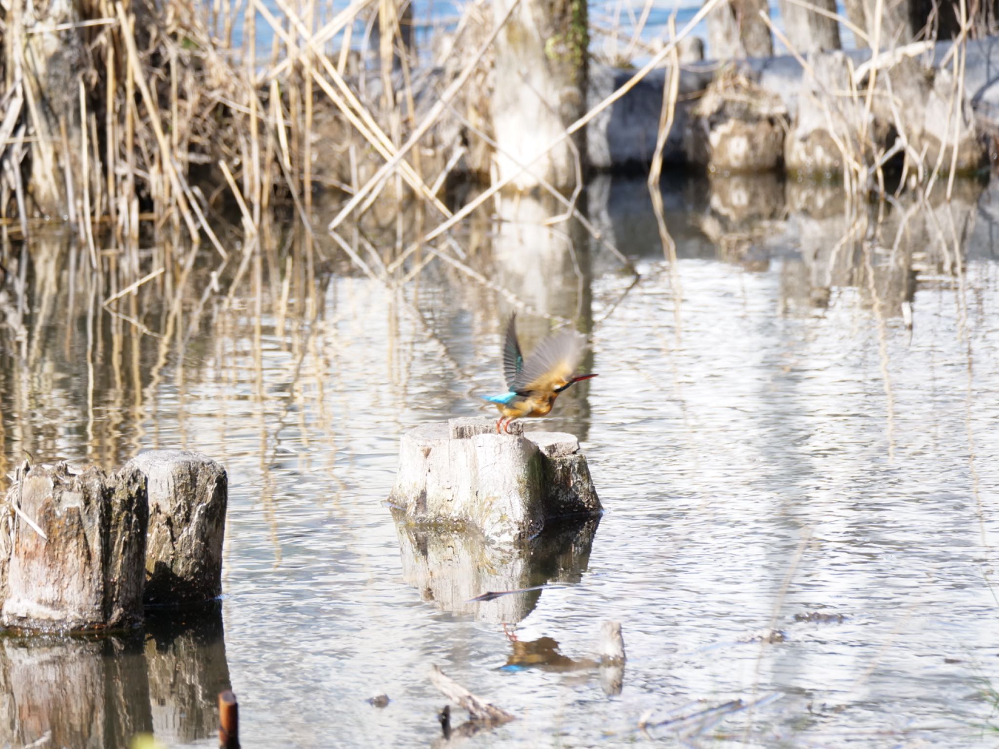 Photo of Common Kingfisher at 井の頭恩賜公園 by YUKIEM