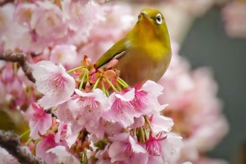 Warbling White-eye 熱海 糸川 Sat, 1/25/2020