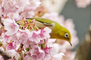 Warbling White-eye 熱海 糸川 Sat, 1/25/2020