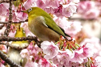 Warbling White-eye 熱海 糸川 Sat, 1/25/2020