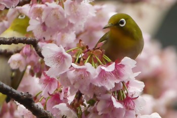 Warbling White-eye 熱海 糸川 Sat, 1/25/2020