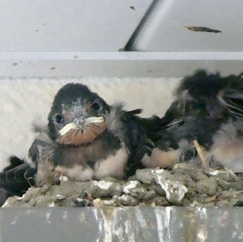 Barn Swallow 中原区 Fri, 5/17/2019