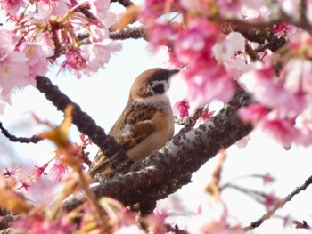 スズメ 熱海 糸川 2019年2月16日(土)