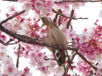 Eurasian Tree Sparrow 熱海 糸川 Sat, 2/16/2019