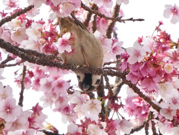 スズメ 熱海 糸川 2019年2月16日(土)