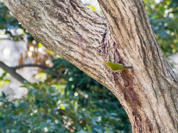 Warbling White-eye 新林公園 Sat, 2/29/2020