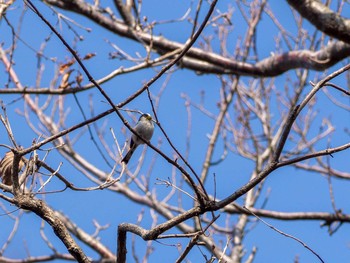 Long-tailed Tit 新林公園 Sat, 2/29/2020