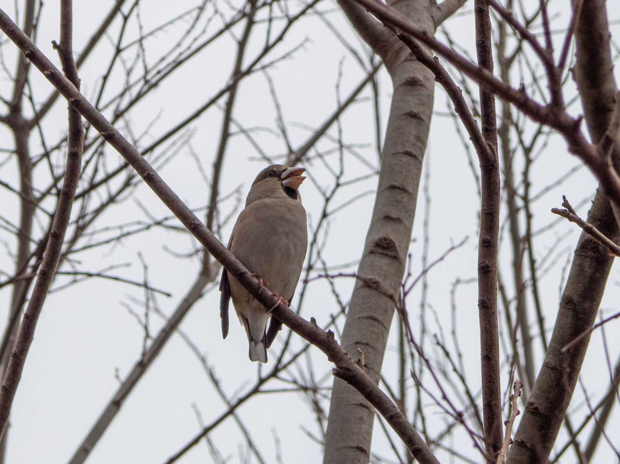 Photo of Hawfinch at 茅ヶ崎里山公園 by Tosh@Bird