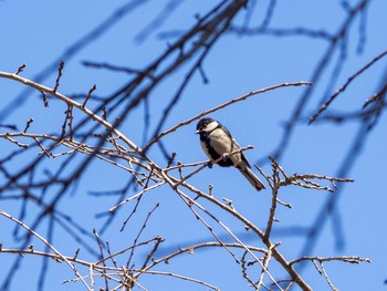 Japanese Tit 泉の森公園 Thu, 2/27/2020