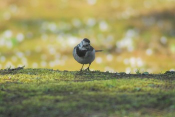 White Wagtail Koishikawa Korakuen Mon, 2/24/2020