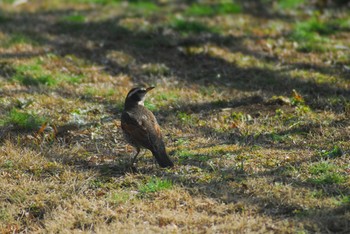 Dusky Thrush Koishikawa Korakuen Mon, 2/24/2020