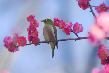 Warbling White-eye Koishikawa Korakuen Mon, 2/24/2020