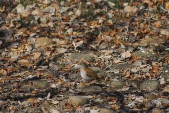 Pale Thrush 代々木公園～明治神宮御苑 Tue, 2/11/2020