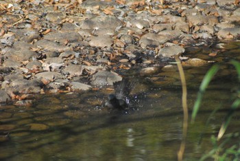 Brown-eared Bulbul 代々木公園～明治神宮御苑 Tue, 2/11/2020