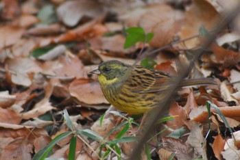 アオジ 代々木公園～明治神宮御苑 2020年2月11日(火)