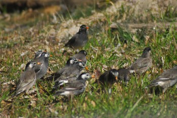 White-cheeked Starling 代々木公園～明治神宮御苑 Tue, 2/11/2020