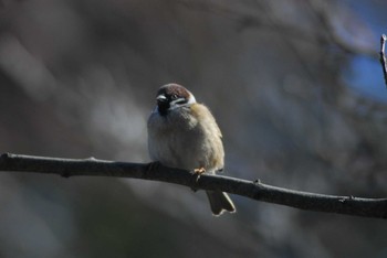 Eurasian Tree Sparrow 代々木公園～明治神宮御苑 Tue, 2/11/2020