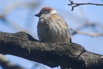 Eurasian Tree Sparrow 代々木公園～明治神宮御苑 Tue, 2/11/2020