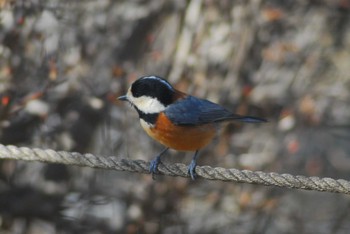 Varied Tit 代々木公園～明治神宮御苑 Tue, 2/11/2020