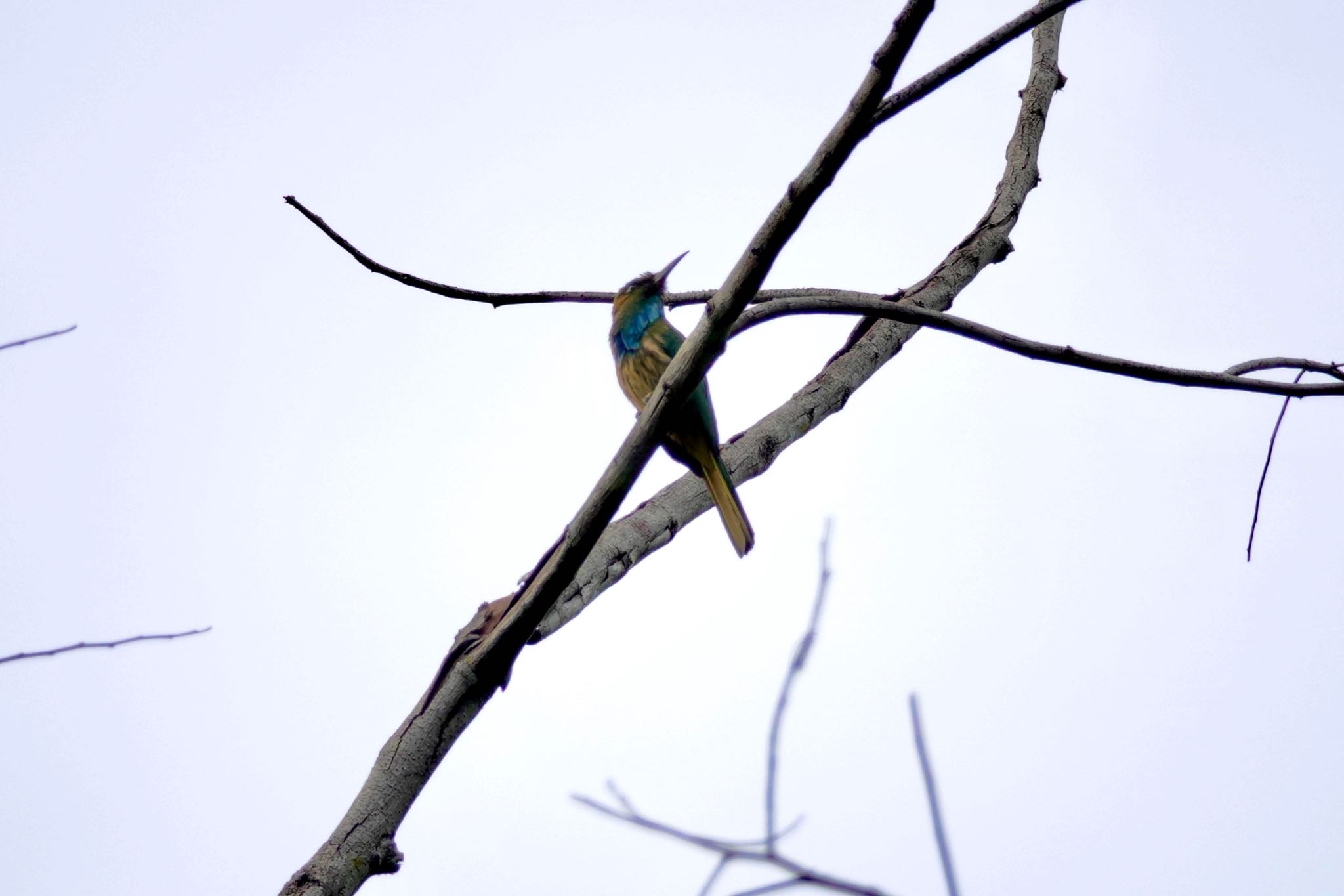 Photo of Blue-bearded Bee-eater at タイ中部 by のどか