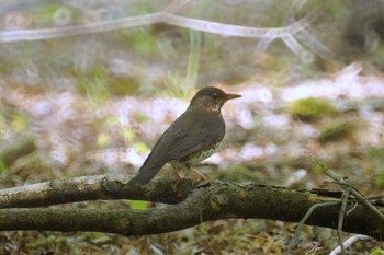 クロツグミ 神奈川県 2019年4月28日(日)