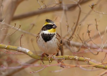 Yellow-throated Bunting 東大和公園 Sat, 3/5/2016