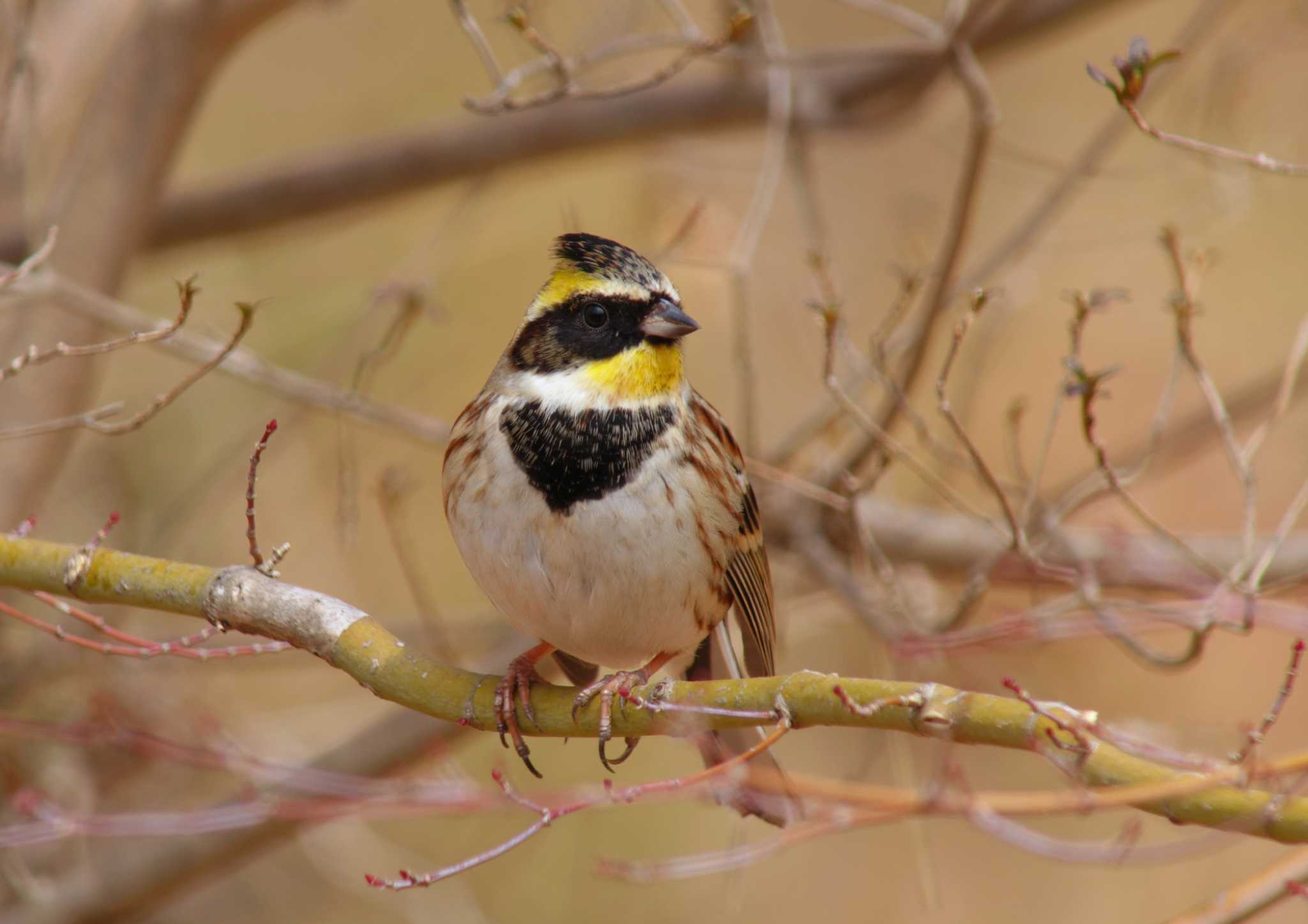 Photo of Yellow-throated Bunting at 東大和公園 by ごじゅうまつ