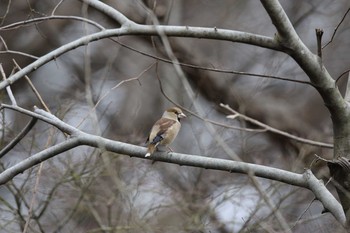 2016年1月23日(土) 東京大学附属植物園の野鳥観察記録