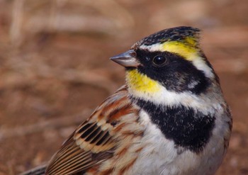 Yellow-throated Bunting 東大和公園 Wed, 3/2/2016