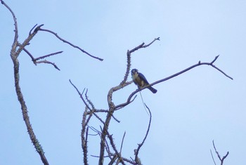 Collared Falconet