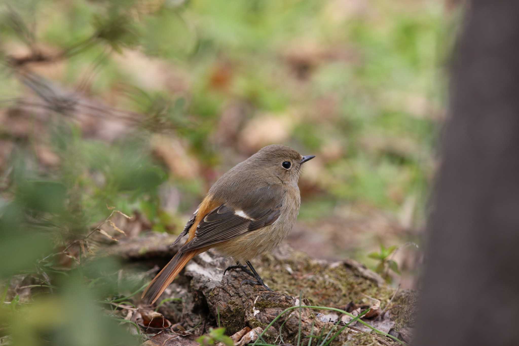 Daurian Redstart