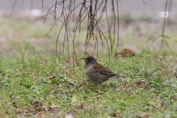 シロハラ 東京大学附属植物園 2016年1月23日(土)