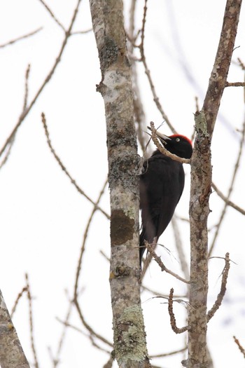 Black Woodpecker Tomakomai Experimental Forest Mon, 3/2/2020