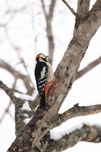 Great Spotted Woodpecker(japonicus) Tomakomai Experimental Forest Mon, 3/2/2020