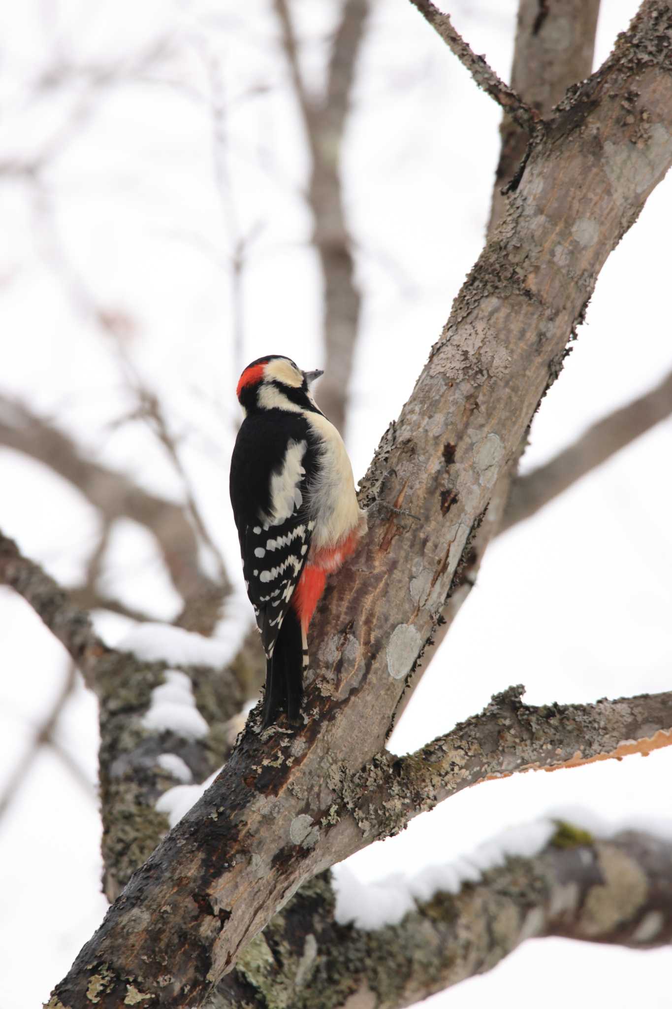 Photo of Great Spotted Woodpecker(japonicus) at Tomakomai Experimental Forest by かちこ