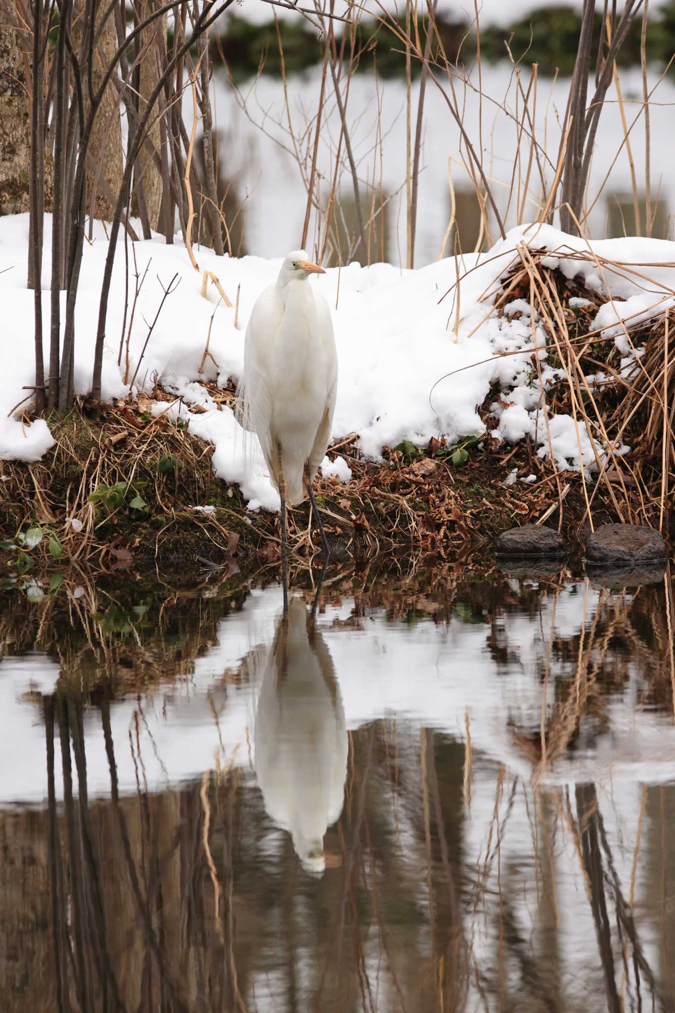 Photo of Great Egret at Tomakomai Experimental Forest by かちこ
