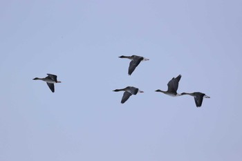 Tundra Bean Goose Lake Utonai Mon, 3/2/2020