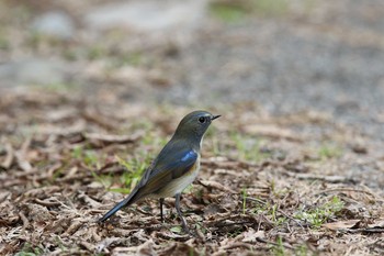 ルリビタキ 東京大学附属植物園 2016年1月23日(土)