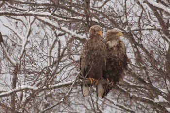 White-tailed Eagle Lake Utonai Tue, 3/3/2020