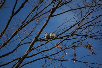 Bohemian Waxwing 長野県（中信） Fri, 1/10/2020