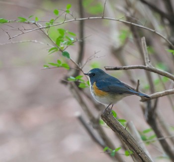 Red-flanked Bluetail 東京都多摩地域 Wed, 1/22/2020