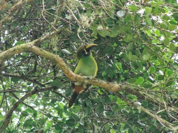 Emerald Toucanet コスタリカ Unknown Date