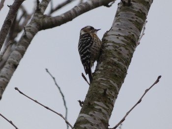 Tue, 3/3/2020 Birding report at 塘の池公園(とものいけ)