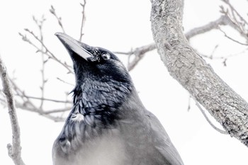 Carrion Crow 上堰潟公園 Tue, 3/3/2020