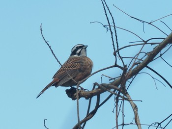 2020年3月3日(火) 早戸川林道の野鳥観察記録