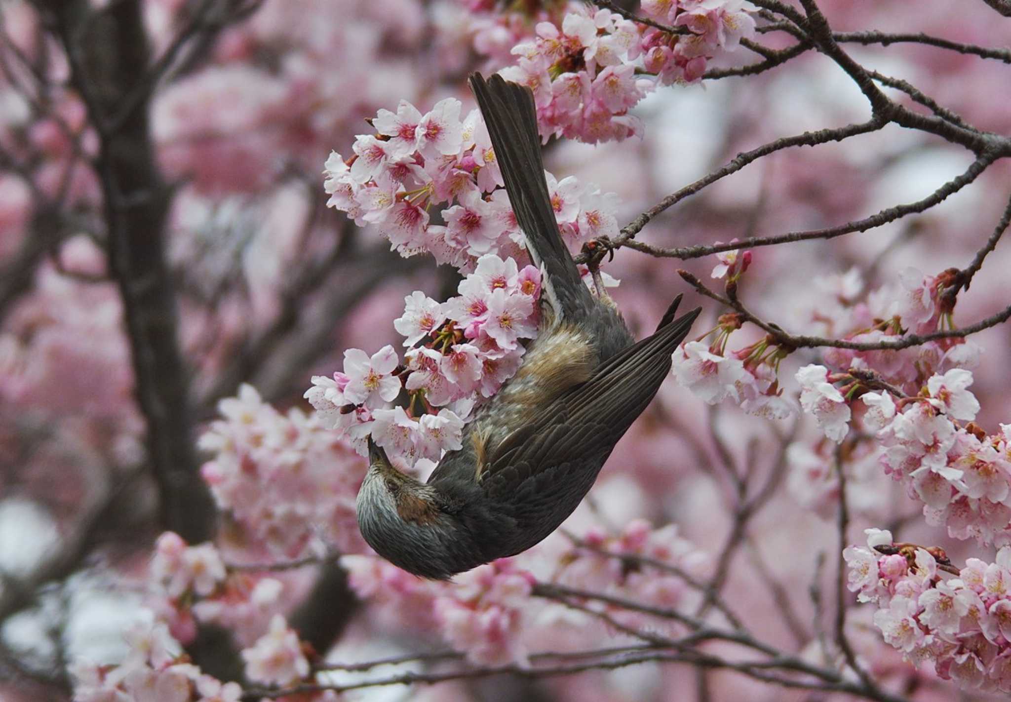 桜、ヒヨドリが映えますね by くまのみ