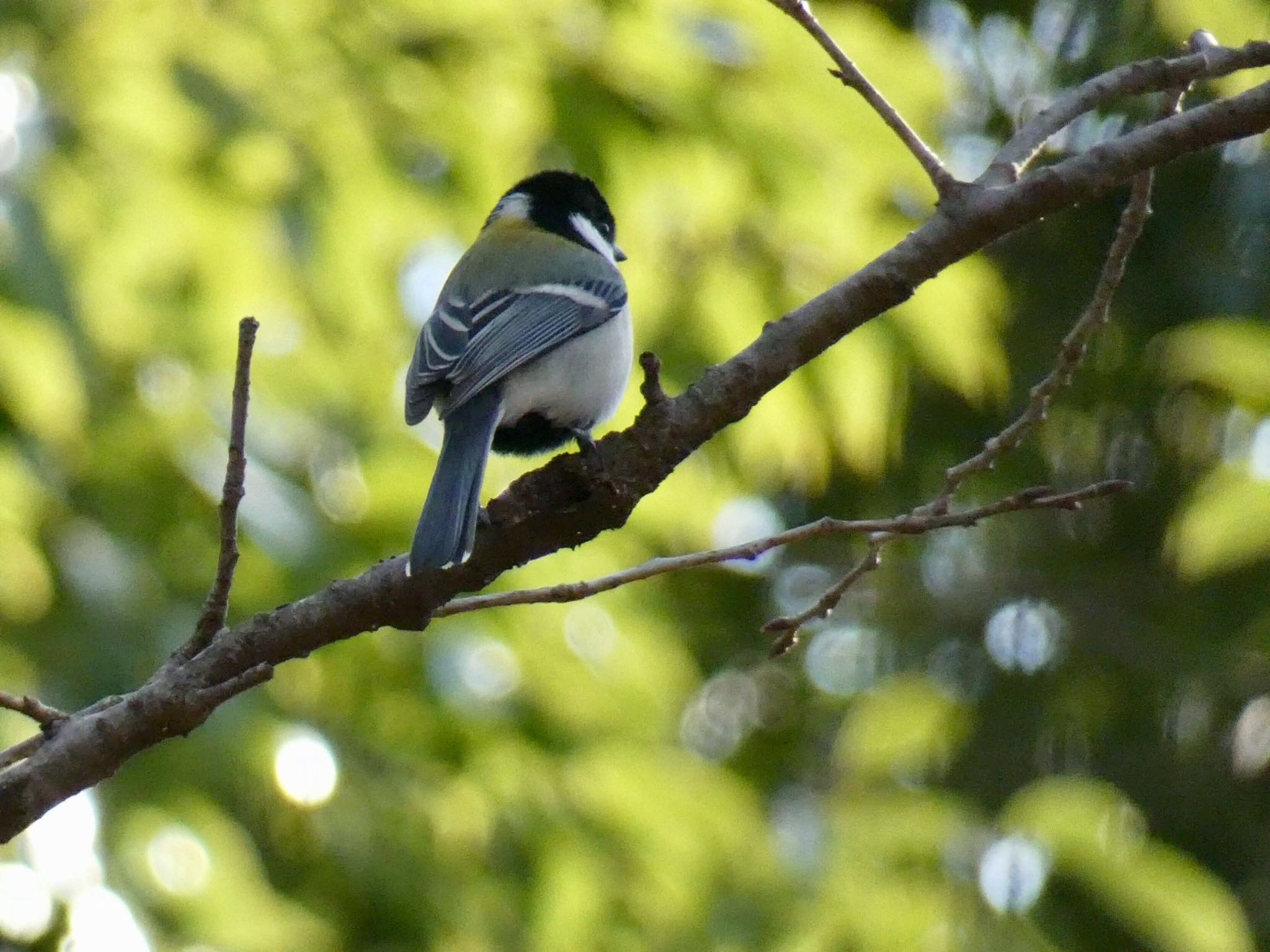 シジュウカラ