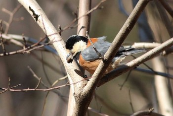 Varied Tit Mine Park Tue, 3/3/2020