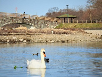 コブハクチョウ 大沼親水公園 2020年3月3日(火)